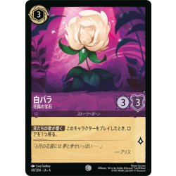 画像1: 白バラ- 花園の宝石[DL_6_40/204_C]