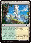 【JPN】花咲く砂地/Blossoming Sands [MTG_DFT_0252_C]