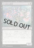 【JPN】★Foil★立ち枯れた黒茨/Blighted Blackthorn [MTG_ECL_0090_C]