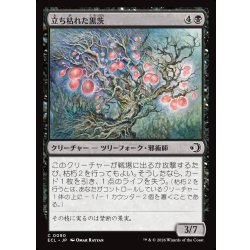 画像1: 【JPN】立ち枯れた黒茨/Blighted Blackthorn [MTG_ECL_0090_C]