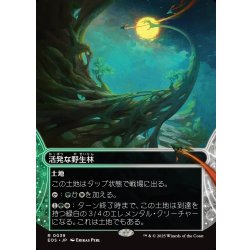 画像1: 【JPN】活発な野生林/Stirring Wildwood[MTG_EOS_0039_R]