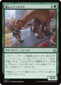 【JPN】優しいインドリク/Affectionate Indrik [MTG_FDN_0211_U]