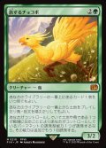 【JPN】旅するチョコボ/Traveling Chocobo[MTG_FIN_0210_M]
