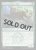 【JPN】争い好きの野良犬、義丸/Yoshimaru, Scrappy Stray[MTG_FRA_0269_U]