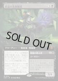 【JPN】悲哀の名誉教授/Emeritus of Woe[MTG_SOS_0324_M]
