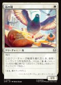 【JPN】街の鳩/City Pigeon[MTG_SPM_0004_C]
