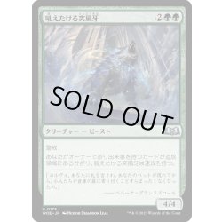 画像1: 【JPN】吼えたける突風牙/Howling Galefang[MTG_WOE_0175_U]