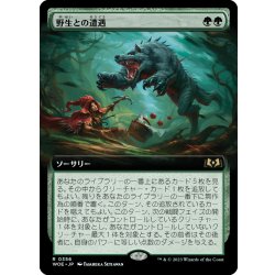 画像1: 【JPN】野生との遭遇/Feral Encounter[MTG_WOE_0356_R]